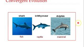 Convergent evolution amp Preadaptation [upl. by Ailak]