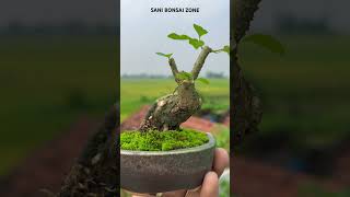 Gmelina philippensis Bonsai  Bonsai Tree  Sani Bonsai Zone music [upl. by Ahscrop136]