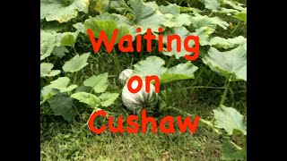 Cushaw Harvest 2024 [upl. by Baniez]