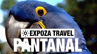 Pantanal Vacation Travel Video Guide [upl. by Zaremski992]