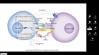 Immunoseminar 32 CARNK cells in combination therapy against cancer [upl. by Emmeline609]