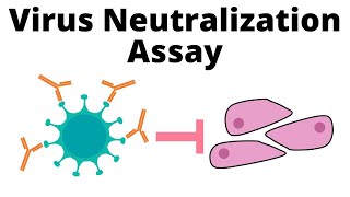 Antibodies effective against Omicron  Serum Virus Neutralization assay [upl. by Hendren628]