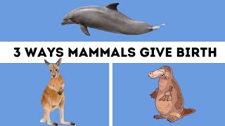 Mammals Three Different Ways Mammals give Birth [upl. by Barna411]