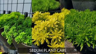 Sedum plant care in malayalam  propagation  potting  watering  sunlight [upl. by Hines]