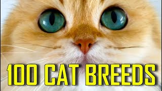 All 100 CAT BREEDS [upl. by Neelrad86]