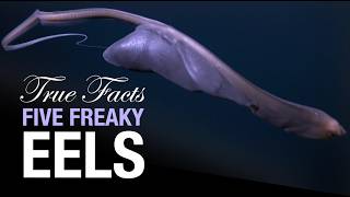 True Facts Five Freaky Eels [upl. by Nodarse]