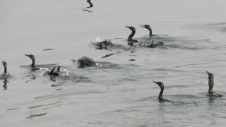 Indian Cormorants Hunting Fish  Fishing Birds  Fishing Cormorants [upl. by Frisse347]