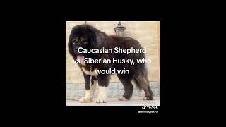 Caucasian Shepard vs Siberian Husky who would win [upl. by Enelyk]