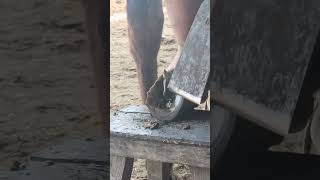 Hollow donkey hooves easily cut flat [upl. by Margaret]