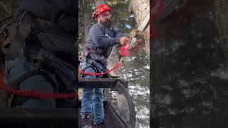 arborist takes a ride on a newhollandtractor milwaukeetool chainsaw treework treeremoval [upl. by Aisenat759]