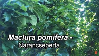 Maclura pomifera  Narancseperfa [upl. by Callista]