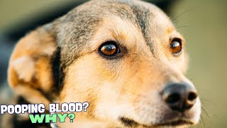 🐶 Why Is My Dog Pooping Blood 🚨 [upl. by Remsen]