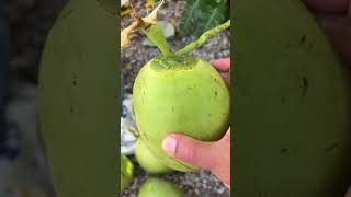 6 Beneficios De Consumir Agua De Coco 🥥 Coco AguaDeCoco salud natural shortvideo [upl. by Odlavu]