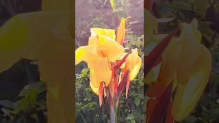 Paala pitta song tamil trendingnaturalgardening flowers 🌺NishaBhartie9o [upl. by Thgiwd]