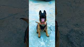 k9 dog  tactical  dog training k9 dog [upl. by Akenal]