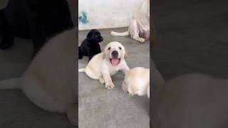 🥰Original Labrador Dogs Kennel🐶Labrador lovers  😇dog kennel tamil shorts [upl. by Oiredised]