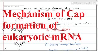 Mechanism of Cap formation of eukaryotic mRNA  7methyl Guanosine [upl. by Naesar23]