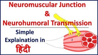 Neuromusular Junction and Neurohumoral Transmission simple explaination in Hindi  Bhushan Science [upl. by Manno150]