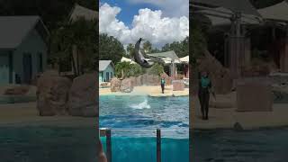 Live from SeaWorld Orlando Florida [upl. by Aihsem]