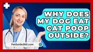 Why Does My Dog Eat Cat Poop Outside  PetGuide360com [upl. by Fesuoy]