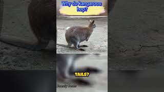 Why do kangaroos hop   animal facts animal animals [upl. by Margret]