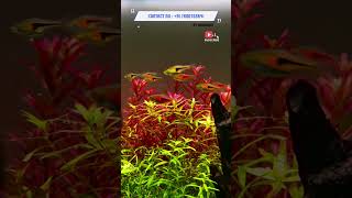 Harlequin rasbora A4 Aquarium Best Aquarium Shop In Ahmedabad Gujarat India shorts trending viral [upl. by Hadley772]