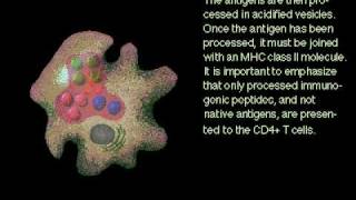 Antigen and Macrophages Rate My Science [upl. by Aeslek]