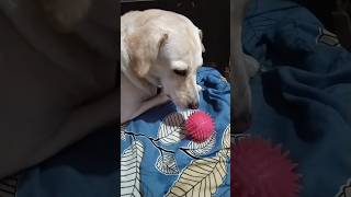 uski hame aadat hone ki aadat ho gayi shorts pets dog animallover [upl. by Melcher432]