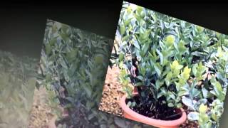 Ruscus  garden plants [upl. by Atilahs]