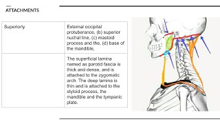 Investing layer of deep cervical fascia  DETAILED 14 [upl. by Aned562]