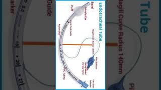 Part of Endotracheal Tube [upl. by Oilla21]