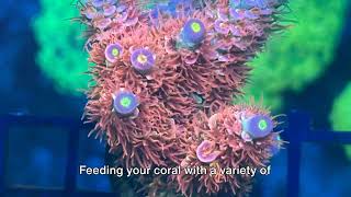 Acropora Tenuis Care Tips [upl. by Mathur]