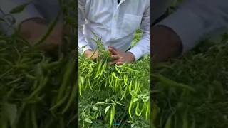 New technique for growing chilli plants chilli chilligrafting farming viral shorts [upl. by Adnol284]