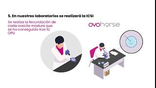 OPUICSI  Aspiración Folicular en yeguas e Inyección Intracitoplasmática  Ovohorse [upl. by Eirahs]