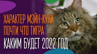 Характер мэйнкуна Почти что тигра Каким будет 2022 год [upl. by Sekoorb]