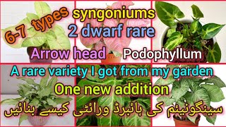 7 types of syngoniumsarrowheadpodophyllum dwarf 2 hybrid varietiesGrow green 445 [upl. by Arihppas2]