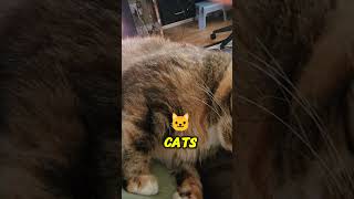 Cat lover here ❤️🥰 everyone cutecat cat shortvideo funnycats cute highlights [upl. by Jordanson]