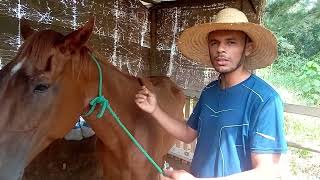 Aplicando Dectomax no meu cavalo [upl. by Gallard]