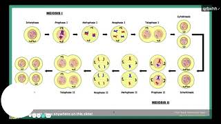 AP Bio Unit 05 Review Heredity [upl. by Charters]