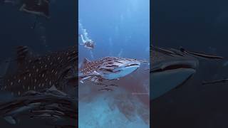 Remora Fish Shark पर कैसे चिपकती हैं By Wild Adventures [upl. by Monique275]