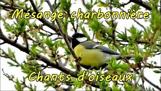 MESANGE CHARBONNIERE qui chante au bruit de leau [upl. by Annauj]