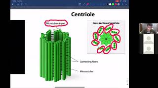 Centrioles  Cell structure AS Biology [upl. by Onaivatco763]