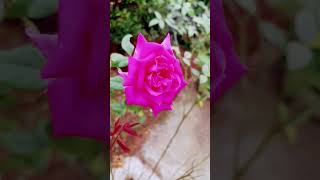 The Most Beautiful Flower and Its Tragic Story rosegarden [upl. by Limemann]