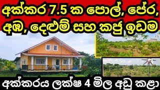 අක්කරයක් ලක්ෂ 4 මිල අඩුම අඩු කළා  Land for sale  Agriculture land  Pol idam  Coconut land [upl. by Aiekat]