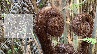 【植物小介绍】新西兰最著名的银蕨Silver Fern [upl. by Mariko]