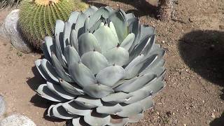 AGAVE GALLERY Agave Parryi var Truncata  Up Close [upl. by Peggir]