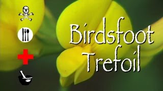 Birdsfoot Trefoil Poison Medicinal amp Other Uses [upl. by Nedlog14]