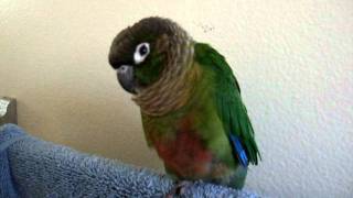 Gracie the green cheek conure talking [upl. by Donald]