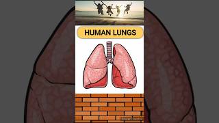 Which lung is bigger in sizebioshortvideo [upl. by Nettirb]