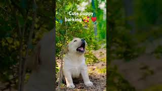 Cute puppy barking 🥰❤💞labrador puppy shorts short youtubeshorts 2024 [upl. by Er]